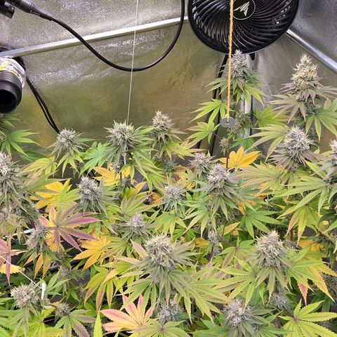 Kalini growlog timeline photo