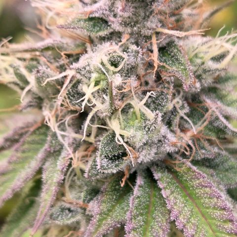 Kalini growlog timeline photo