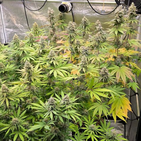 Kalini growlog timeline photo