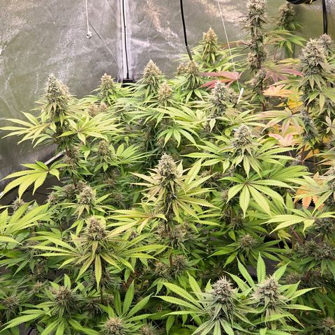 Kalini growlog timeline photo