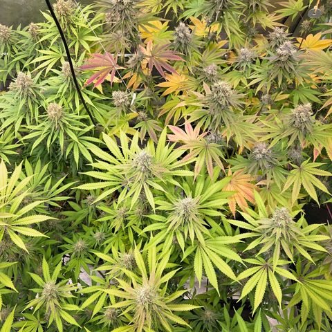 Kalini growlog timeline photo