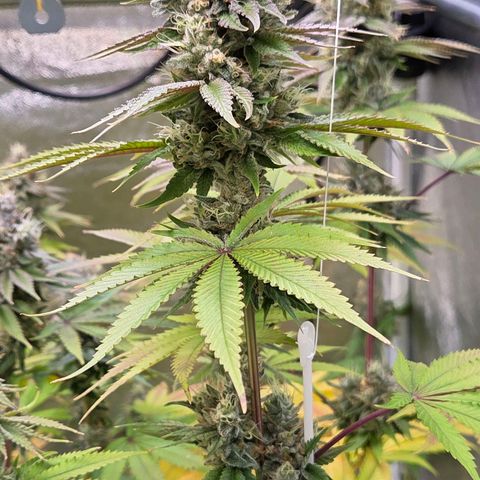Kalini growlog timeline photo