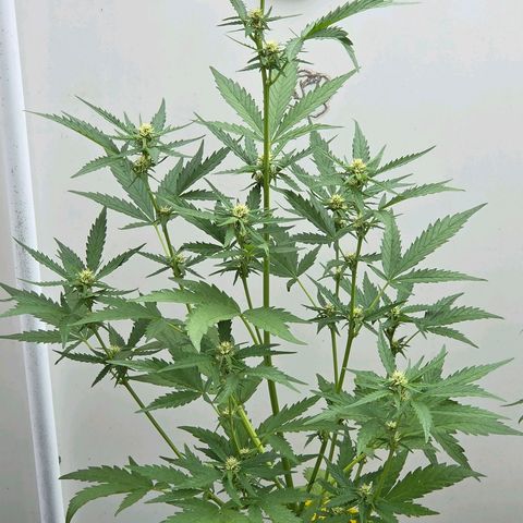 Skitti 1 growlog timeline photo