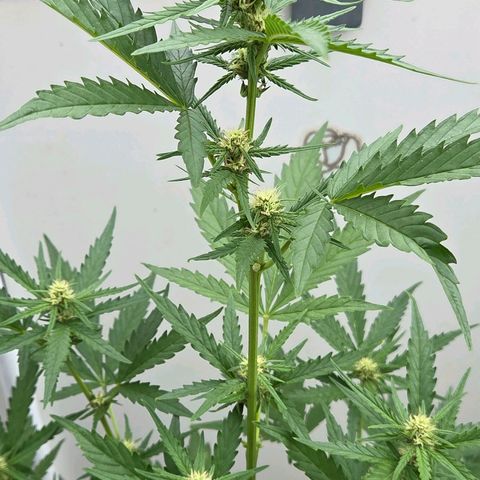 Skitti 1 growlog timeline photo