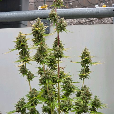 Torti growlog timeline photo