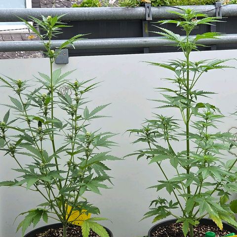 Torti growlog timeline photo