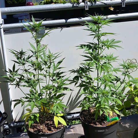 Torti growlog timeline photo