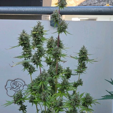 Torti growlog photo: Das letzte lebend Bild