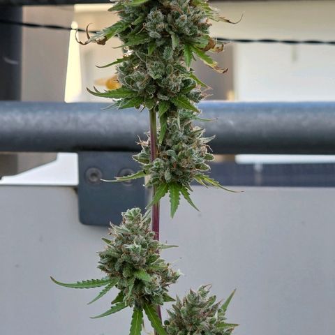 Torti growlog timeline photo