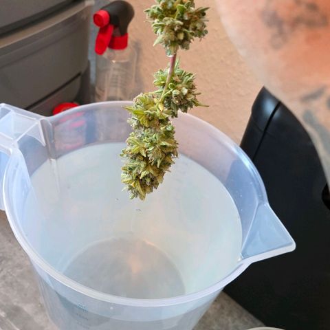 Torti growlog timeline photo