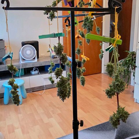 Torti growlog photo: Mit zartem Wind werden sie nun um weht für 3 Stunden.