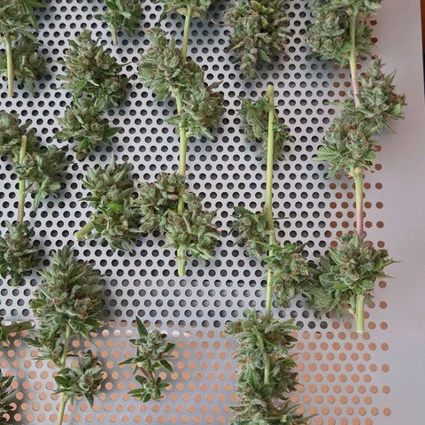 Torti growlog photo: Nach dem Washing u eine Nacht an trocknen geht es jetzt in den Cannatrol noch 3 Tage Dry Mode u 5 Tage Cure Mode