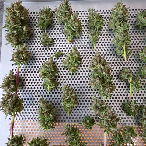Torti growlog photo: Nach dem Washing u eine Nacht an trocknen geht es jetzt in den Cannatrol noch 3 Tage Dry Mode u 5 Tage Cure Mode
