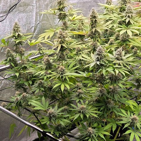 Diesel growlog timeline photo