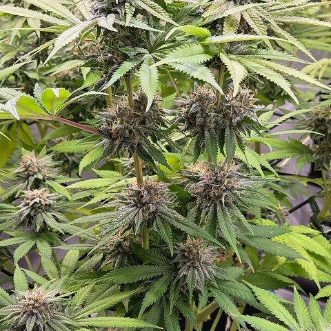 Diesel growlog timeline photo