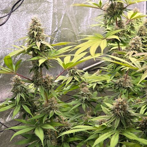 Diesel growlog timeline photo
