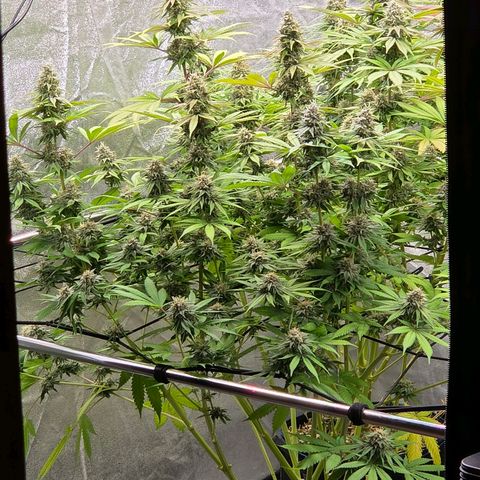 Diesel growlog timeline photo