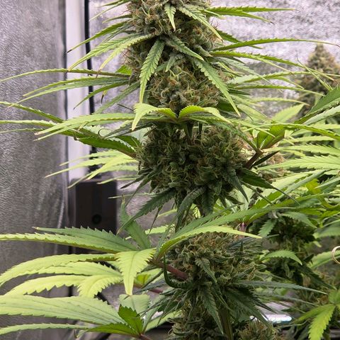 Mexican growlog timeline photo