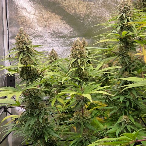 Mexican growlog timeline photo