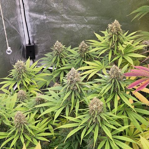 Mexican growlog timeline photo