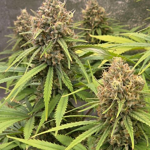 Mexican growlog timeline photo