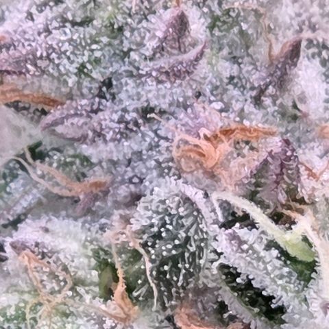 Kalini growlog timeline photo