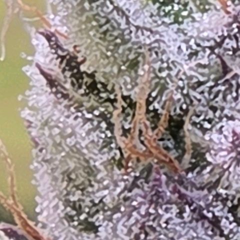 Kalini growlog timeline photo
