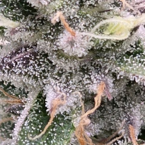 Kalini growlog timeline photo