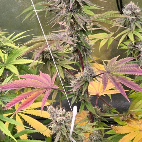 Kalini growlog timeline photo