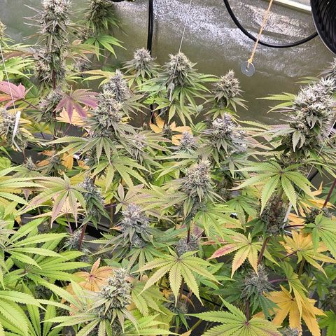 Kalini growlog timeline photo