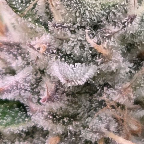Kalini growlog timeline photo
