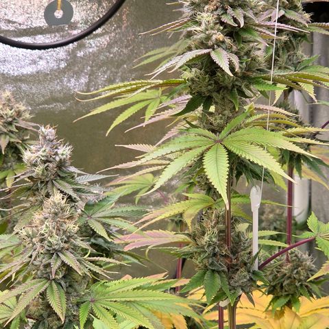 Kalini growlog timeline photo