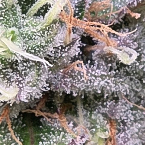 Kalini growlog timeline photo