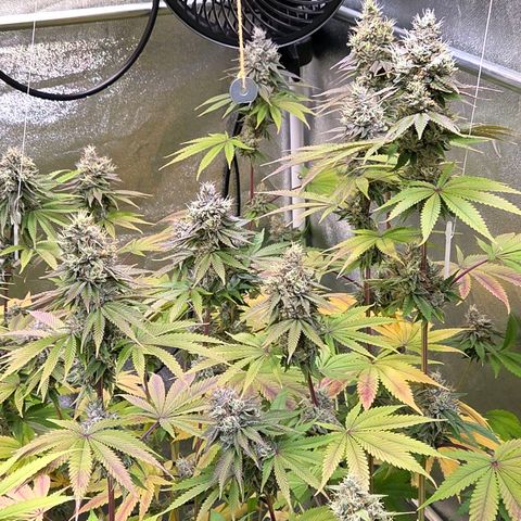 Kalini growlog timeline photo