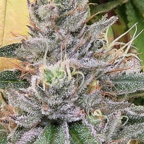 Kalini growlog photo: Ein Bud in der mitte des Triebes über dem Scroc.
