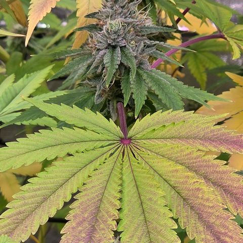 Kalini growlog photo: Ein Bud in der mitte des Triebes über dem Scroc.