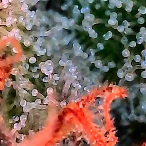 Kalini growlog photo: Heute mal die Trichome näher betrachtet zum Ende hin der 7 ten Blüte Woche.
Näheres dazu im folgend Pflanzenlog 