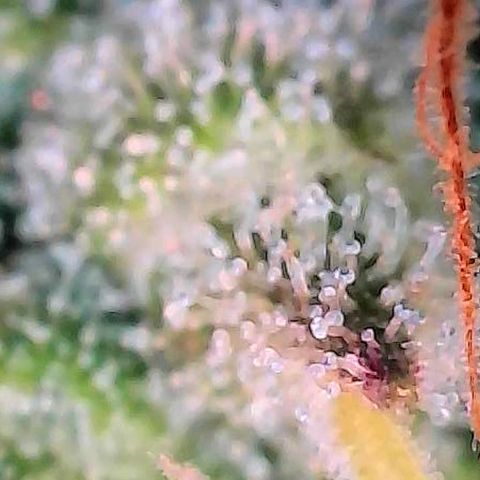 Kalini growlog photo: Heute mal die Trichome näher betrachtet zum Ende hin der 7 ten Blüte Woche.
Näheres dazu im folgend Pflanzenlog 