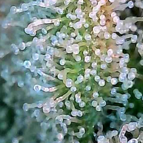 Kalini growlog photo: Heute mal die Trichome näher betrachtet zum Ende hin der 7 ten Blüte Woche.
Näheres dazu im folgend Pflanzenlog 
