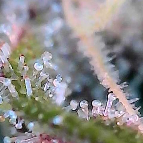 Kalini growlog photo: Heute mal die Trichome näher betrachtet zum Ende hin der 7 ten Blüte Woche.
Näheres dazu im folgend Pflanzenlog 