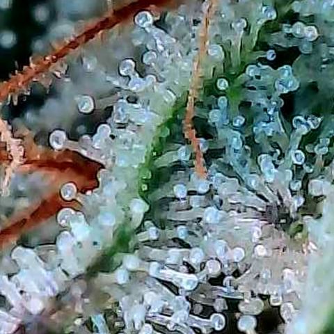 Kalini growlog photo: Heute mal die Trichome näher betrachtet zum Ende hin der 7 ten Blüte Woche.
Näheres dazu im folgend Pflanzenlog 
