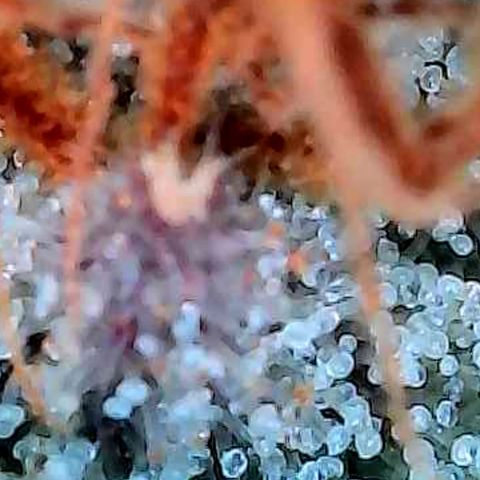 Kalini growlog photo: Heute mal die Trichome näher betrachtet zum Ende hin der 7 ten Blüte Woche.
Näheres dazu im folgend Pflanzenlog 