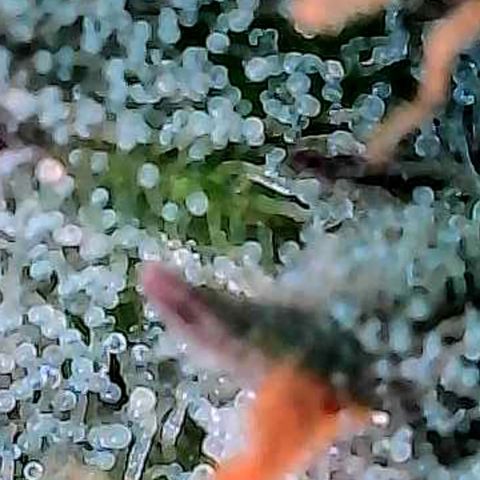 Kalini growlog photo: Heute mal die Trichome näher betrachtet zum Ende hin der 7 ten Blüte Woche.
Näheres dazu im folgend Pflanzenlog 