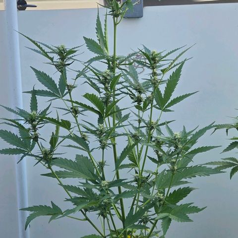 Skitti 1 growlog photo: Brutal Warm und Windboen heute