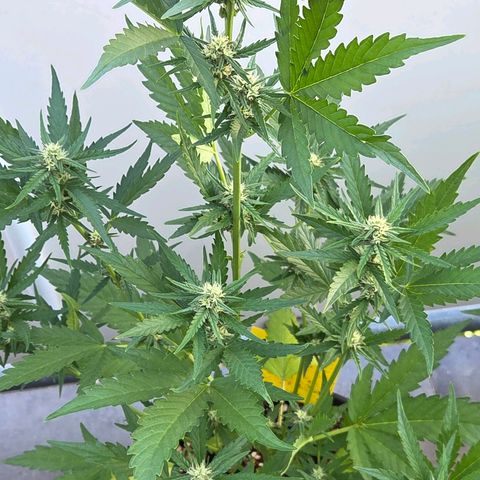 Skitti 1 growlog photo: Brutal Warm und Windboen heute