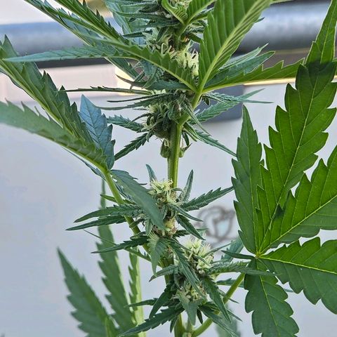 Skitti 1 growlog photo: Brutal Warm und Windboen heute
