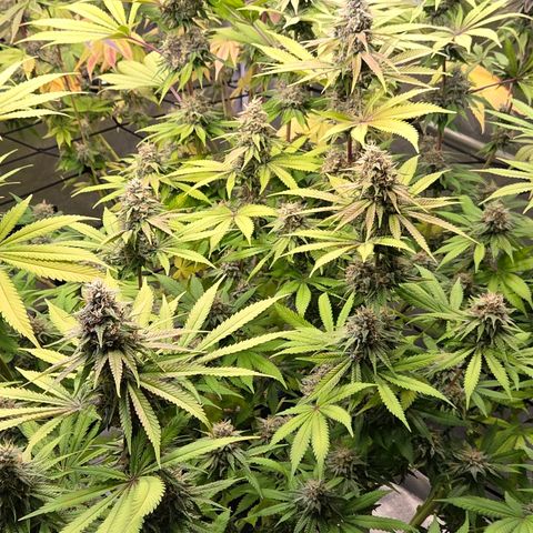 Diesel growlog timeline photo