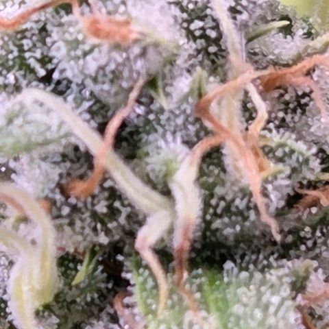Diesel growlog timeline photo