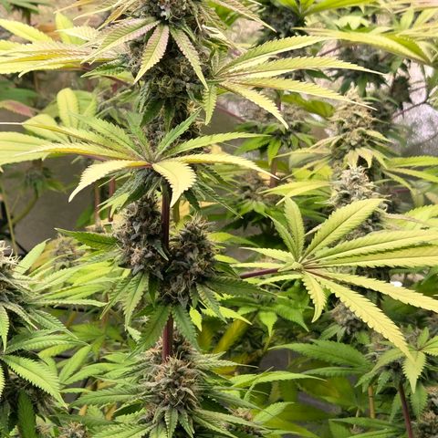 Diesel growlog timeline photo