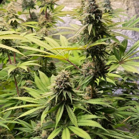 Diesel growlog timeline photo